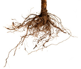 Tree roots silhouettes isolated on a white background © Vera Kuttelvaserova