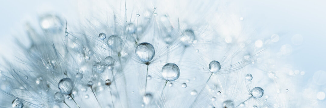 Macro nature. Beautiful dew drops on dandelion seed macro. Beautiful soft background. Water drops on parachutes dandelion. Copy space. soft focus on water droplets. circular shape, abstract background