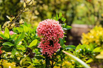 Tropical pink flowers on green background