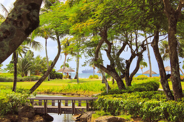 Green garden on saipan tropical island with river