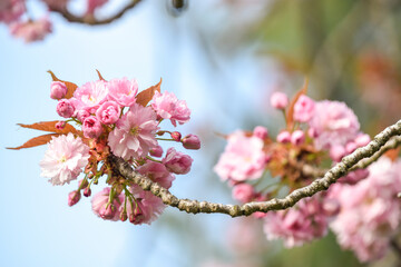 Cherry blossom flowers growing on a tree during a sunny spring day