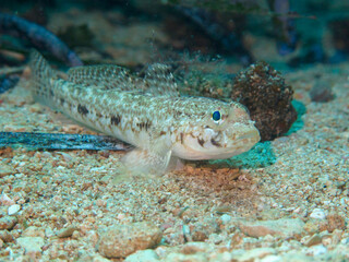 A tropical fish lies on a sandy bottom in the Mediterranean Sea.