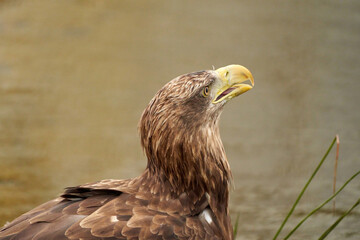 A detailed bald eagle head, yellow bill. The bird sits on the edge of the water, scanning the water's surface for fish