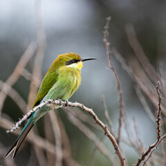 a swallow-tailed bee-eater