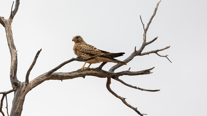 a greater kestrel perched in a tree