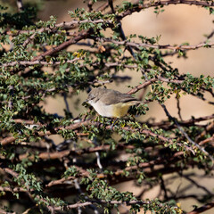 a small yellow-bellied eremomela