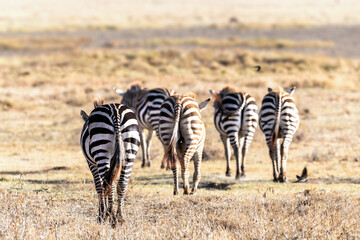 Fototapeta na wymiar A group of common zebra walking through the grasslands of the Lake Nakuru National Park, Kenya