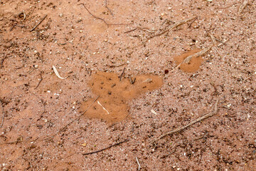 anthills on the ground