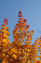 Orange maple leaves against the blue sky. Autumn branches of a maple tree. Autumn.