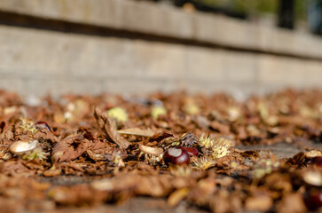 Close-up of the fallen fruits, leaves, and rinds of the horse chestnut. Shooting at ground levelParts of the broken prickly rind lying around. Daytime. No people.