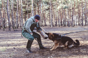 German Shepherd holds bite sleeve in its mouth. An adult male swings to strike the dog with a stick. Dogs training for guard and guard duty. Selective Focus. Noise, grain effect.