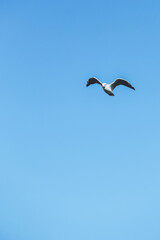 Seagull flies in the sky. Bird in the sky