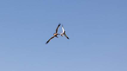 an eagle and goshawk fighting mid-air