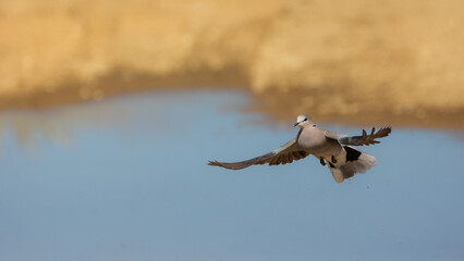 ring-necked dove in flight