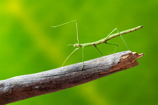 Green walking stick, stick bug, phobaeticus serratipes standing on tree branch. Animal, nature