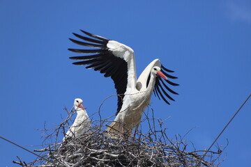 Storks on a nest against the blue sky.