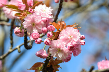 Cherry blossom flowers growing on a tree during a sunny spring day