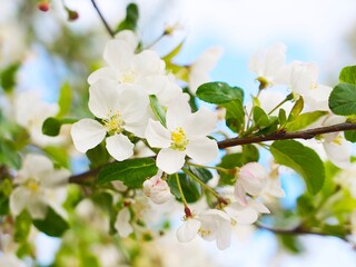 Fototapeta na wymiar white flowers on a tree branch against the blue sky
