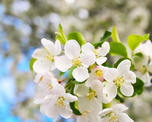 Fototapeta premium white flowers on a tree branch against the blue sky