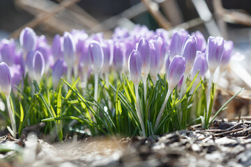 Delicate lilac crocus flowers on a spring sunny day.