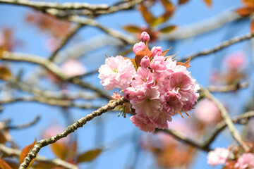 Cherry blossom flowers growing on a tree during a sunny spring day
