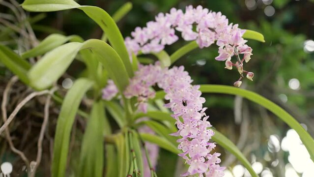 Beautiful Blossom Fragrance Aerides Rosea Lodd Orchid in garden.