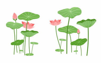 Lotus flower and lotus leaf elements isolated on white background. Botanical vector illustration.
