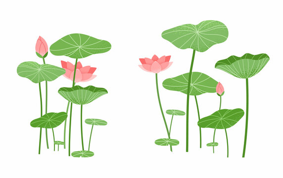Lotus flower and lotus leaf elements isolated on white background. Botanical vector illustration.