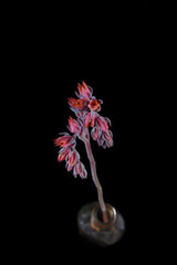 Close up of multicoloured succulent flower