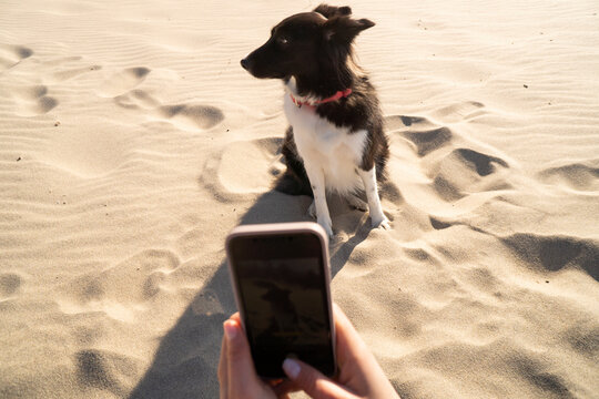 Young woman photographing pet dog through smart phone sitting on sand