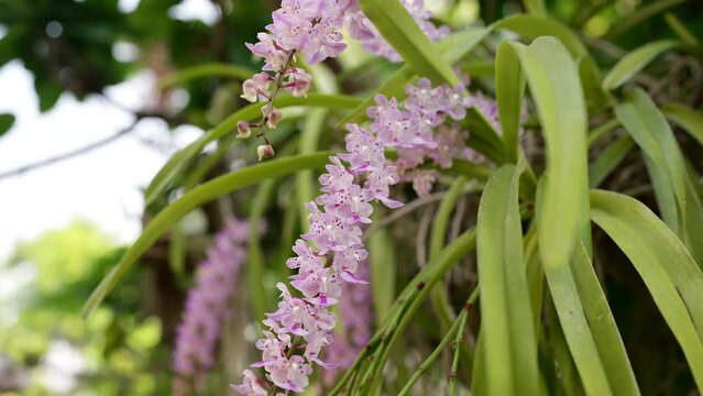 Blossom Fragrance Aerides Rosea Lodd Orchid in garden.