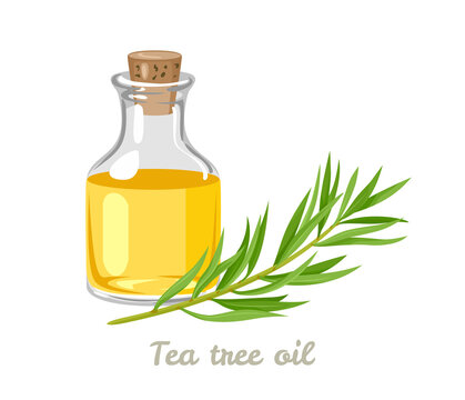 Tea tree oil in glass bottle isolated on white background. Vector illustration of Melaleuca alternifolia branch in cartoon flat style.