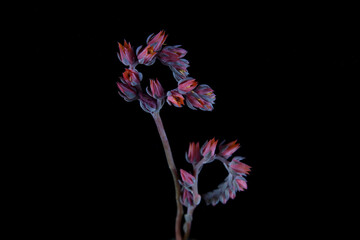 Close up of multicoloured succulent flower