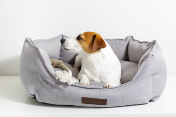 Dog jack russell terrier lying in gray pet bed, outstretched paws, and looking away on light background. Eco-friendly pet products, pet shop, cord toy. Love and care for pets.