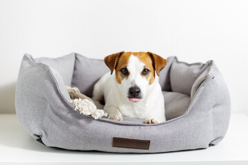 Dog jack russell terrier lying in gray pet bed, outstretched paws, and looking at camera with...