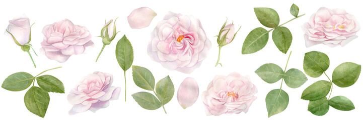 Hand drawn watercolor set clipart with pink rose flowers bouquet
