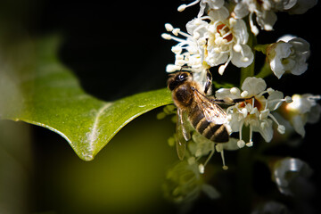 Biene auf Obstblüte