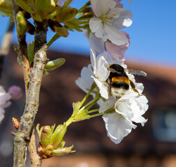 Hummel auf Obstblüte