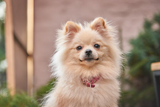 Portrait of cream-colored spitz dog