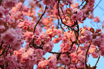Pink blossoming tree branches in spring