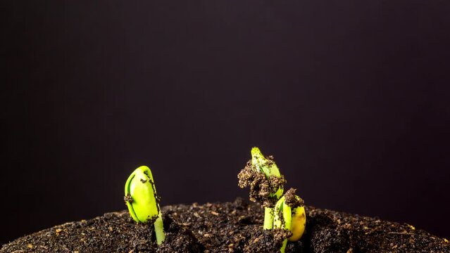 Soy beans sprouting time lapse rotating on black