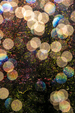 Bokeh lights in front of blossoming tree