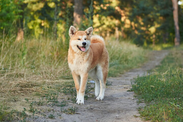Naklejka na ściany i meble Akita puppy stands in a clearing in the forest