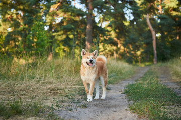 Akita Inu dog stands on a forest lawn at sunset