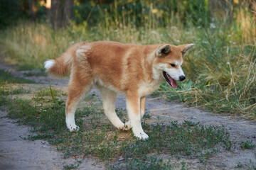 Naklejka na ściany i meble Akita inu walks in the forest, the dog is in motion
