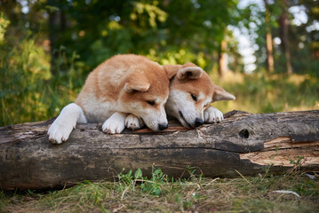 two Akita Ina puppies playing near a fallen tree