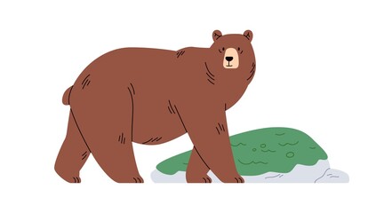 Grizzly bear going. Big wild brown animal walking on four legs. Carnivorous mammal, Ursus arctos. Flat vector illustration of large Eurasian carnivore isolated on white background