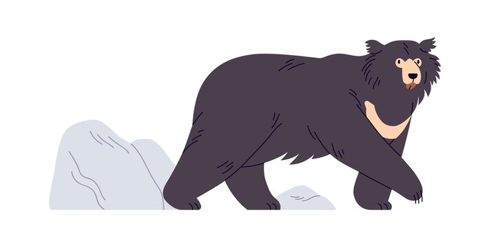 Indian sloth bear going on all fours. Melursus ursinus, Asian wild bicolor furry animal. Nepal wildlife, endangered species. Flat vector illustration isolated on white background