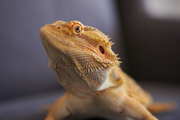 bearded dragon lizard morph normal bright color