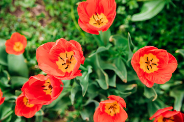 Fototapeta na wymiar Glade of red tulips. Flowers in the park on a flower bed. Natural background and texture.